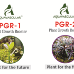 Aquvascular PGR1 and PGR2