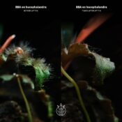 2Hr Aquarist APT Fix - Image 6