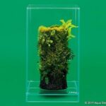 DOOA Neo Glass AIR W30×D30×H45 (cm)