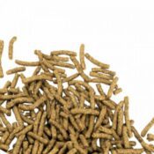 BUGS-IN Turtle Formula | 100g - Image 2