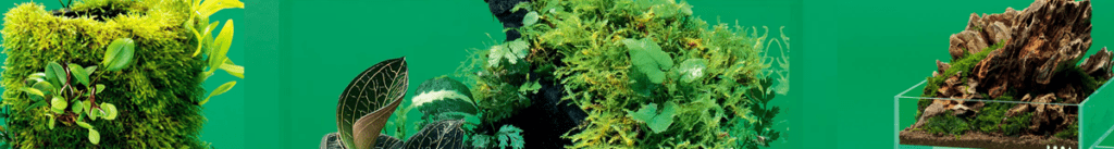 Terrarium Collections India