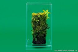 DOOA Neo Glass AIR W15×D15×H25 (cm)