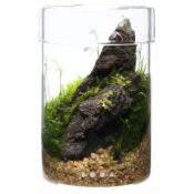 DOOA Glass Pot MARU - Image 5