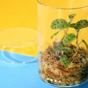 DOOA Glass Pot MARU - Image 13