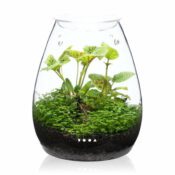 DOOA Glass Pot SHIZUKU - Image 7