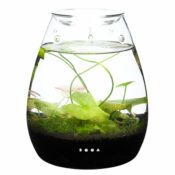 DOOA Glass Pot SHIZUKU - Image 12