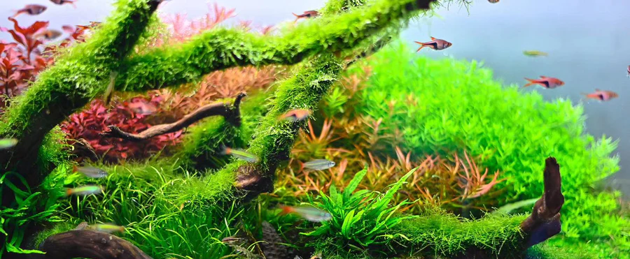 How to use Chihiros WRGB LED Lights