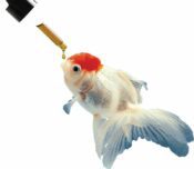 Fish Tummy Wash 2ml - Image 3