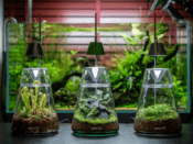 LEDSTAR AQ DOT-2 With Dew Collection Jar - Image 9